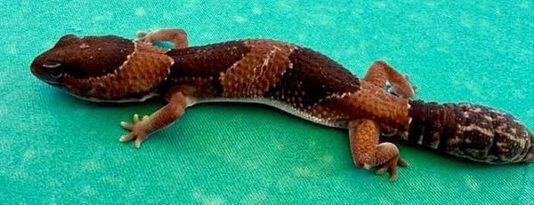 Afrikanischer Fettschwanzgecko Subadult