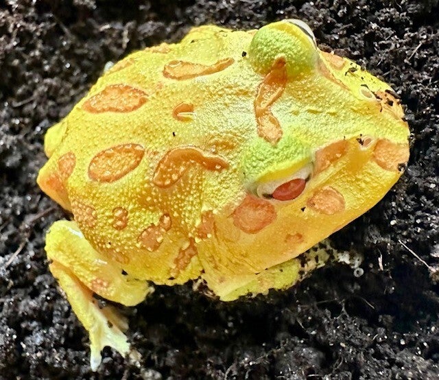 Schmuckhornfrosch "Albino" Mittel