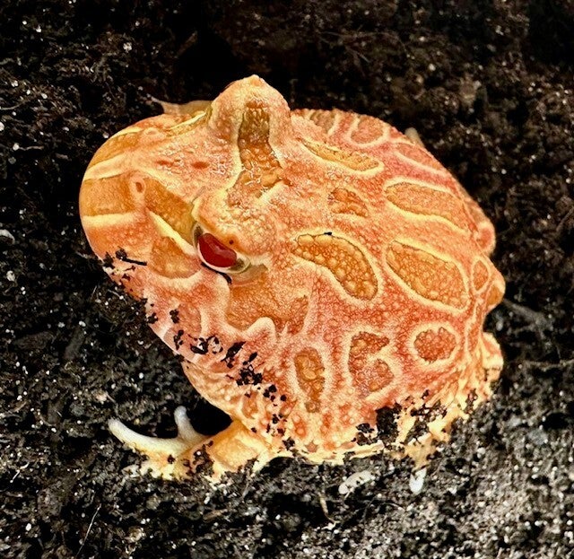 Schmuckhornfrosch "Strawberry" Mittel