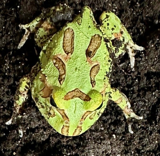 Schmuckhornfrosch "Green" Mittel