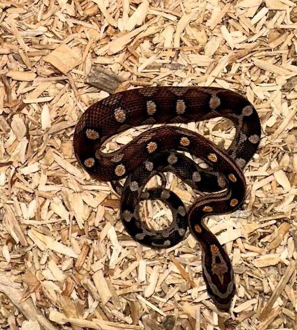 Kornnatter "Classic Motley" NZ 2025