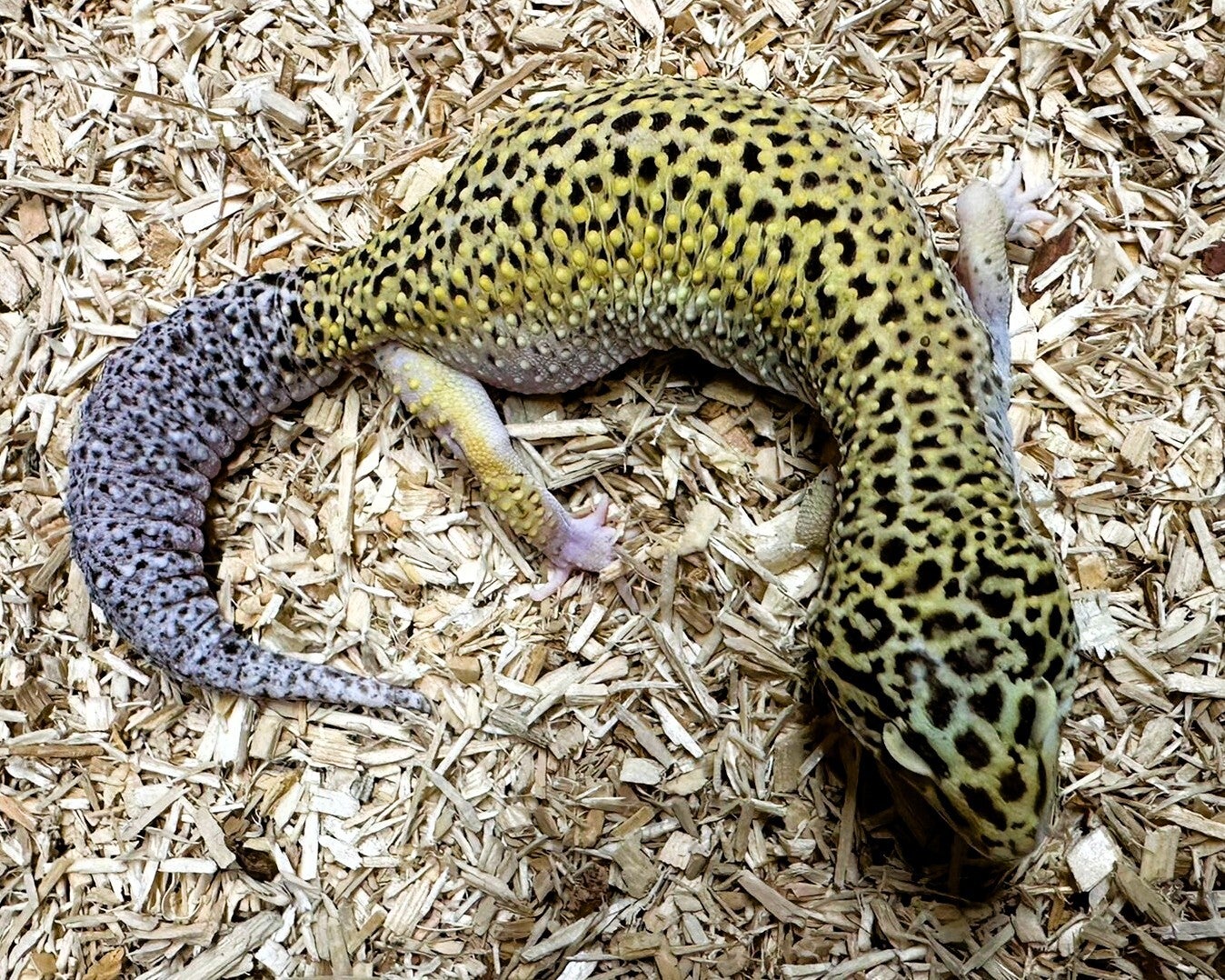 Leopardgecko "Designer #2" NZ 2023