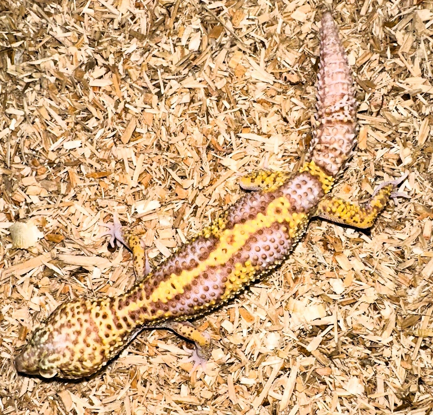 Leopardgecko "Designer" NZ 2025