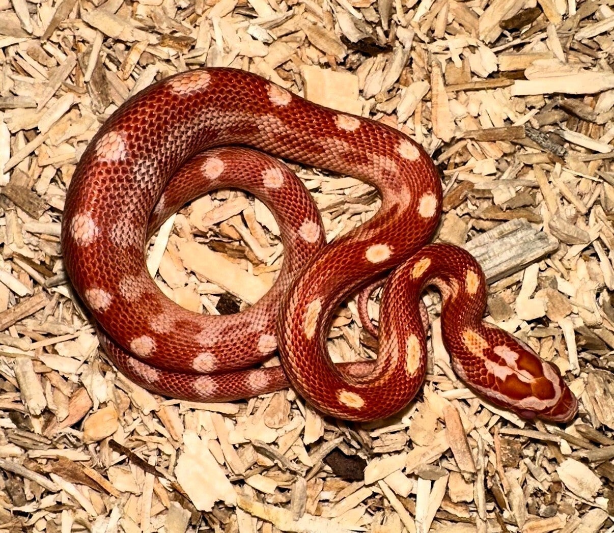 Kornnatter "Amel Motley" NZ 2025