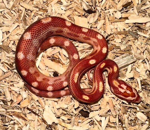 Kornnatter "Amel Motley" NZ 2025