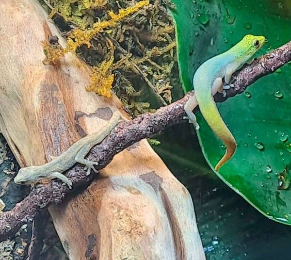 Lygodactylus Conraui Zwerggeckos NZ 2024