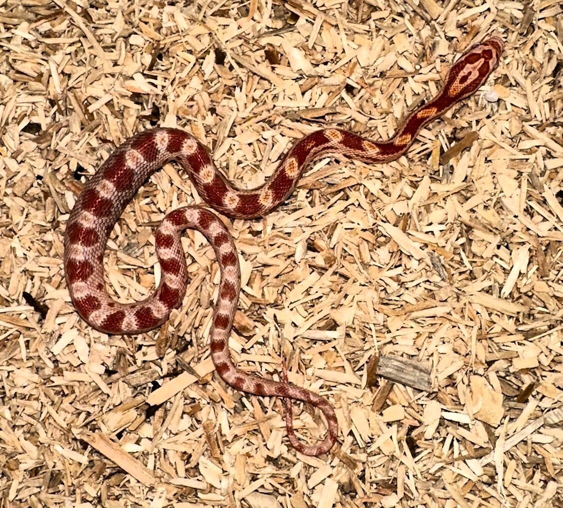 Kornnatter "Amel" NZ 2025