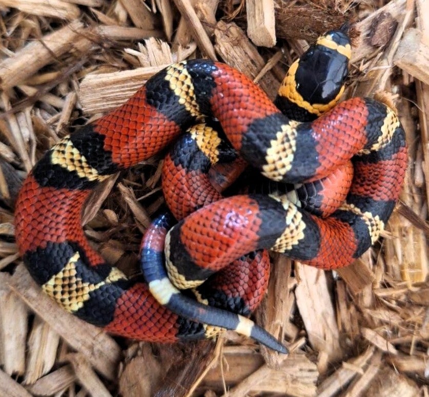 Königsnatter "Hondurensis" NZ 2025