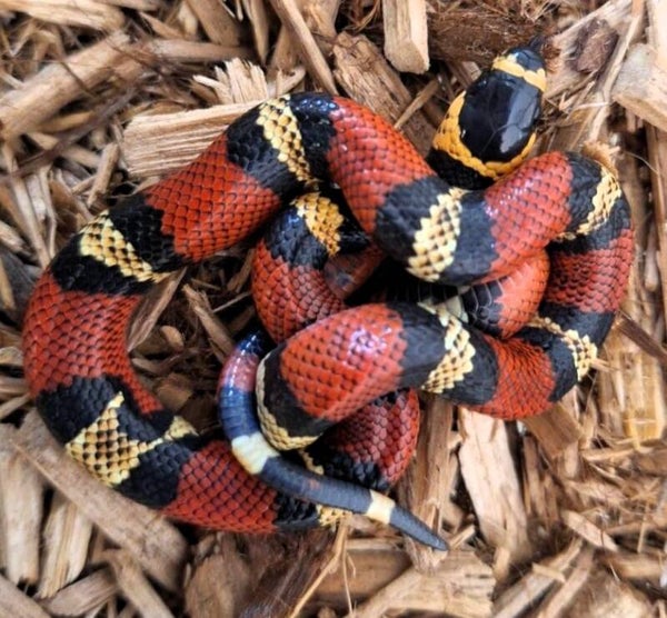 Königsnatter "Hondurensis" NZ 2025