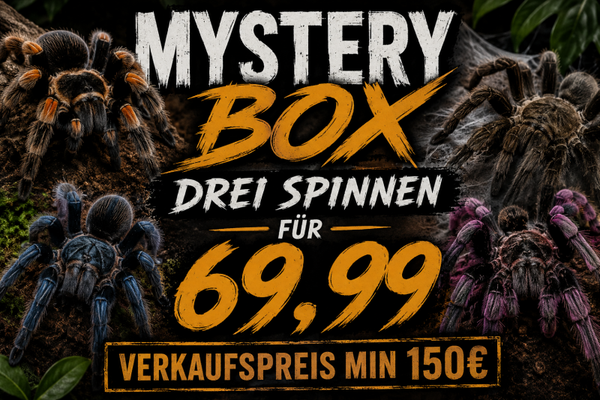 !!! Vogelspinnen Mystery Box !!!