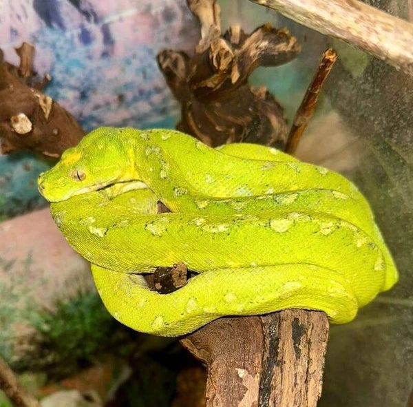 Baumpython "Biak" NZ 2023