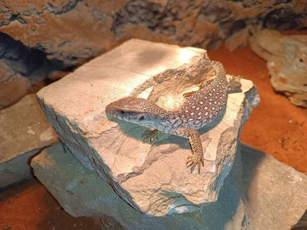 Steppenwaran NZ 2025