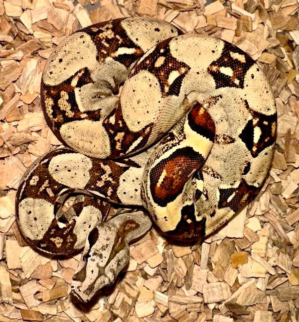 Boa Constrictor Imperator "Mix" NZ 2025