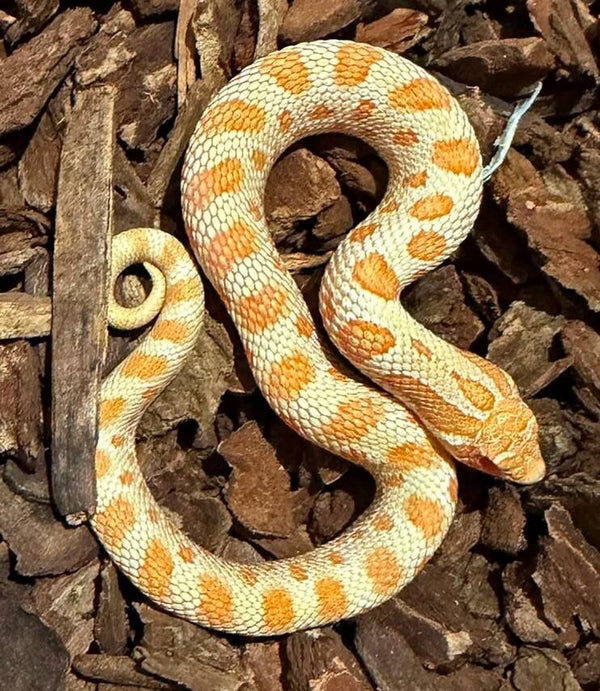 Hakennasennatter "Albino Anaconda" NZ 2026