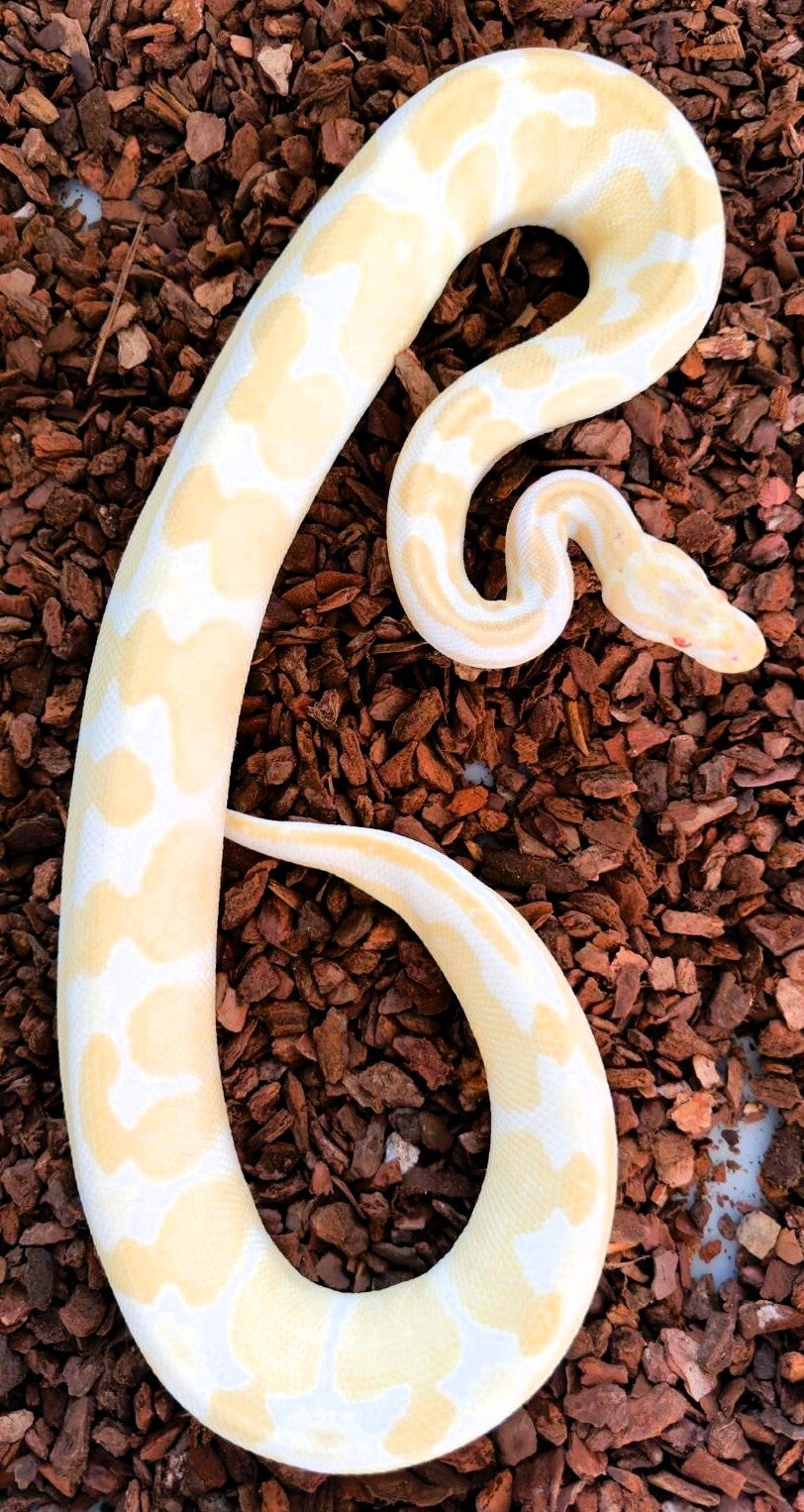 Königspython "Albino Het Piebald" NZ 2022