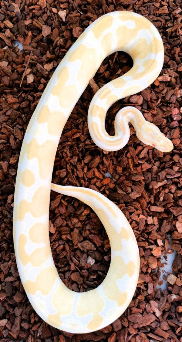 Königspython "Albino Het Piebald" NZ 2022
