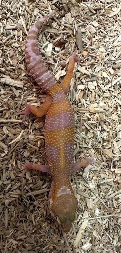 Leopardgecko "Designer" NZ 2025