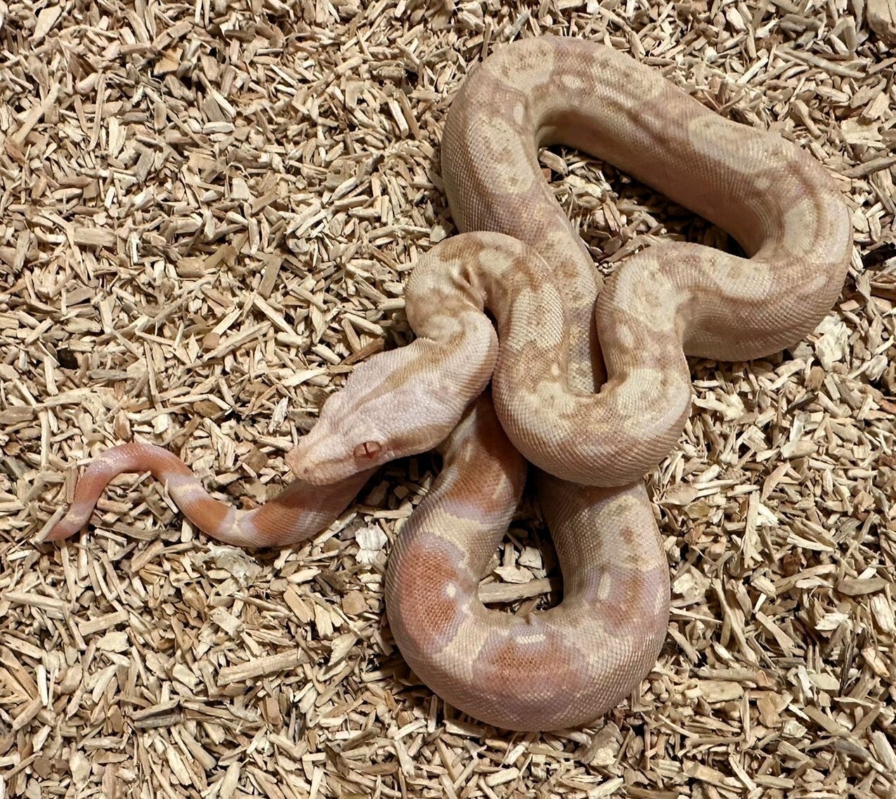 Boa Constrictor Imperator "Albino Sharp" NZ 2025
