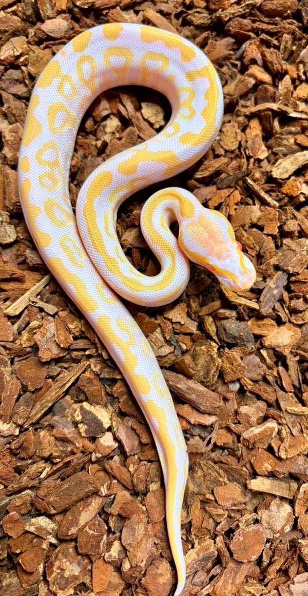 Königspython "Albino" NZ 2026