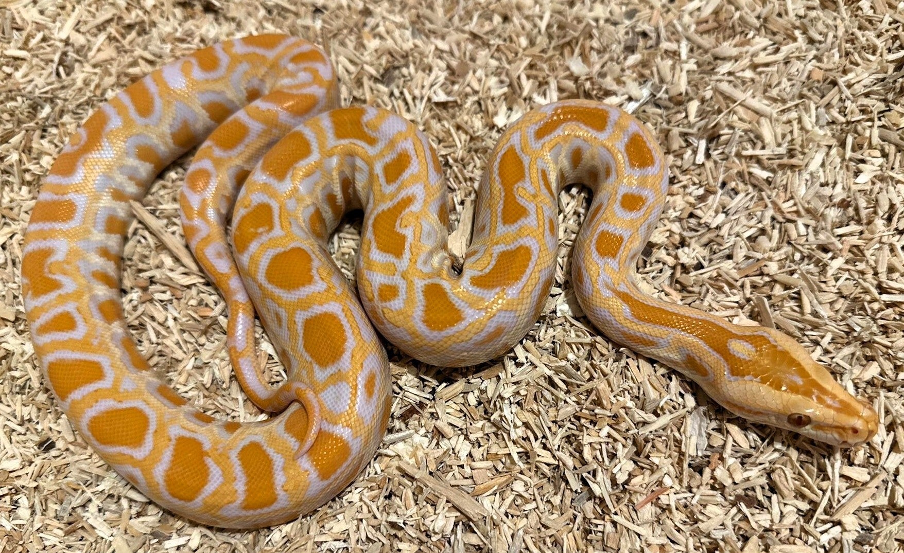 Tigerpython "Albino Het. Granit" NZ 2025