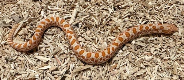 Hakennasennatter "Albino" NZ 2025