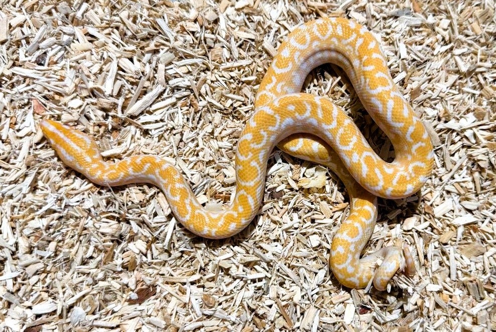 Regenbogenboa "Albino" NZ 2025