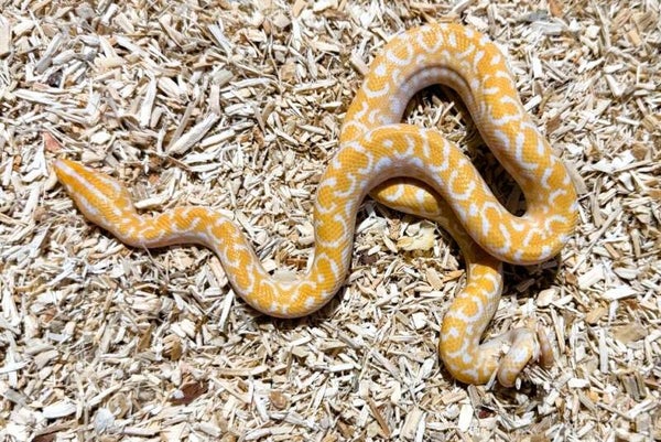 Regenbogenboa "Albino" NZ 2025