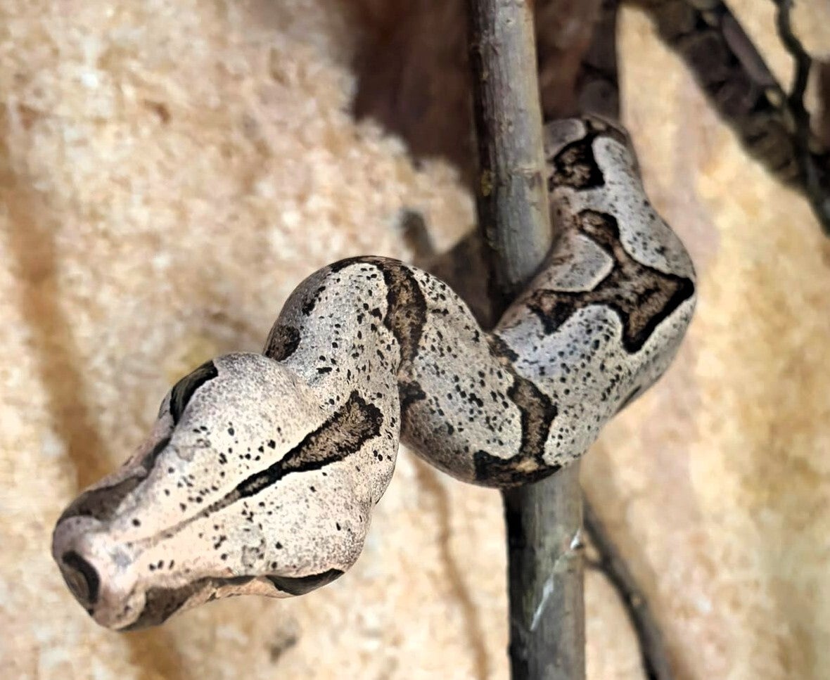 Boa Constrictor Amarali Zuchtpärchen NZ 2018