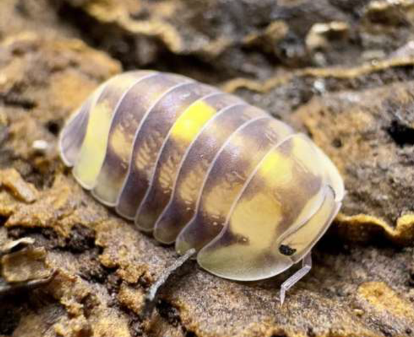 Cubaris Sp. Amber Firefly Asseln 12 Stk