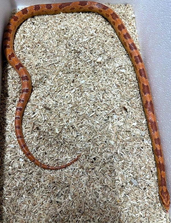 Kornnatter "Amel" NZ 2024