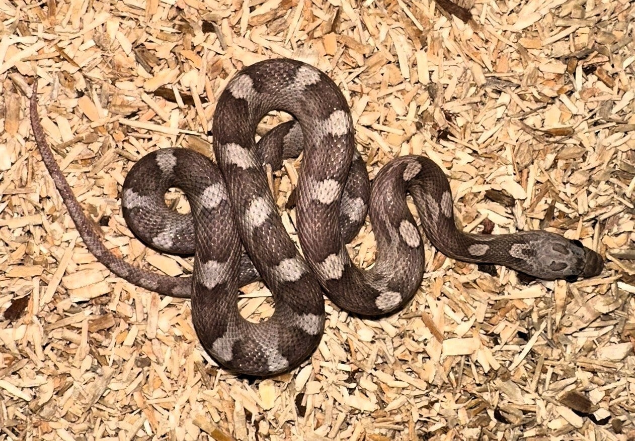 Kornnatter "Anery" NZ 2025