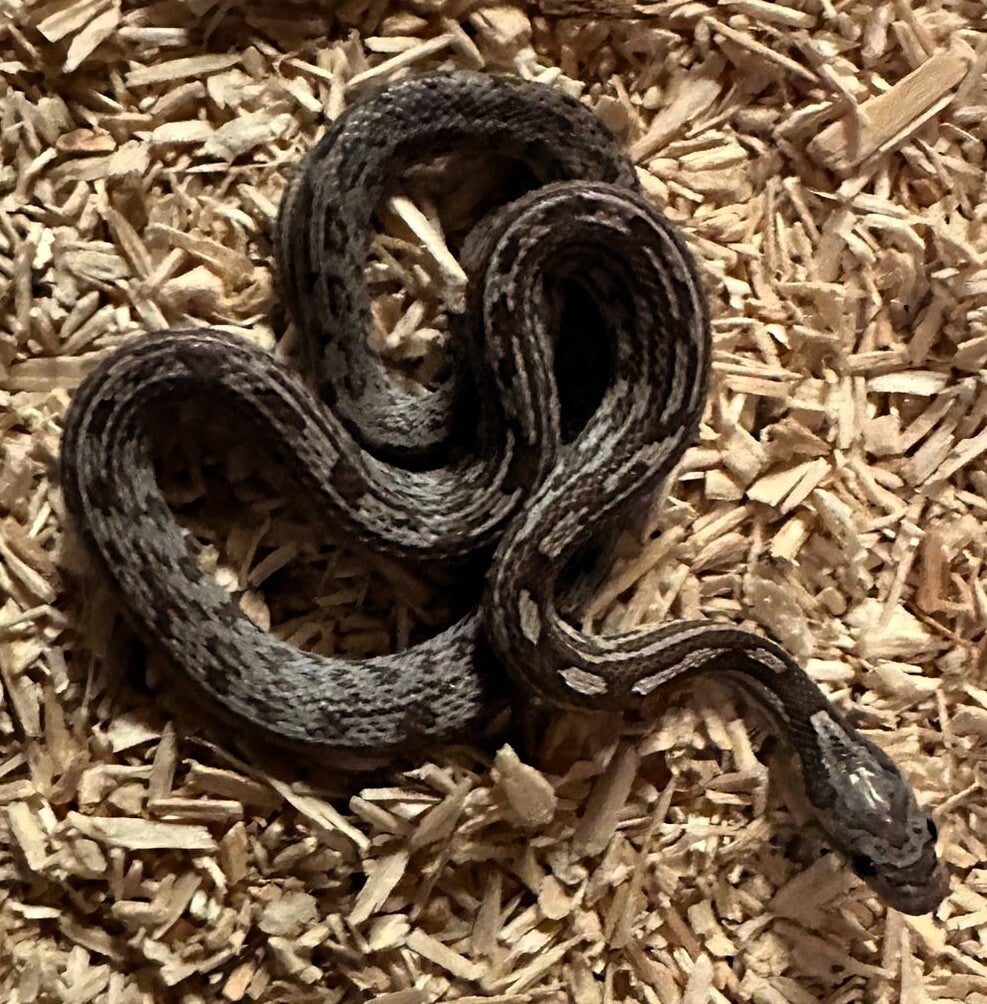 Kornnatter "Anery Tessera Het. Palmetto" NZ 2025