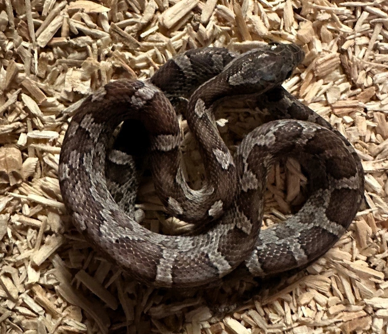 Kornnatter "Anery Zic Zac" NZ 2025