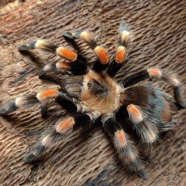 Brachypelma Smithi (Ex.Annitha) Ca.2,5cm KL