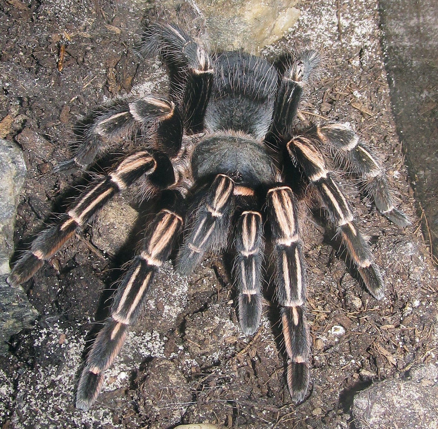 Aphonopelma Seemanni Ca.6cm KL