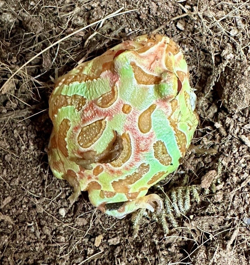 Schmuckhornfrosch "Apricot" Mittel