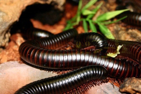 Afrikanischer Riesentausendfüsser (A.Gigas) Subadult - Adult