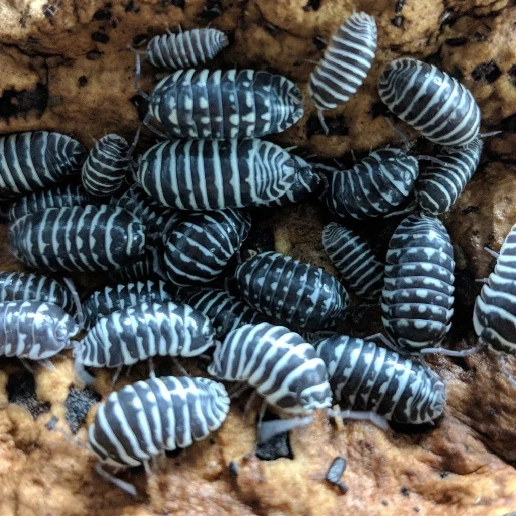 Armadillidum Maculatum Asseln 15 Stk