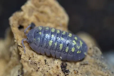 Armadillidum Granulatum Asseln 15 Stk