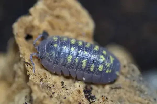 Armadillidum Granulatum Asseln 15 Stk