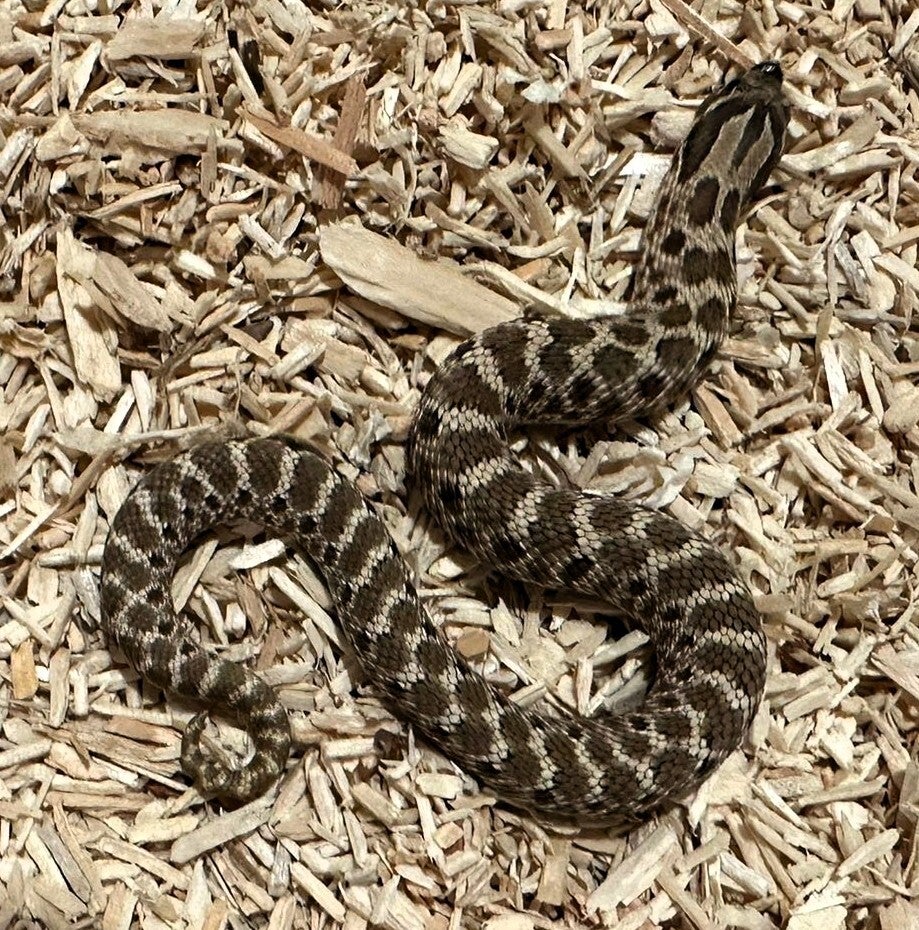 Hakennasennatter "Arctic Het. Lavender" NZ 2025