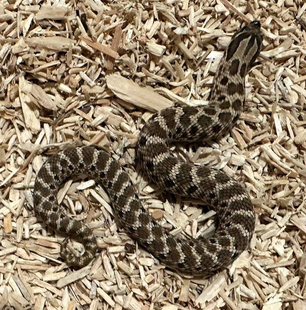 Hakennasennatter "Arctic Het. Lavender" NZ 2025