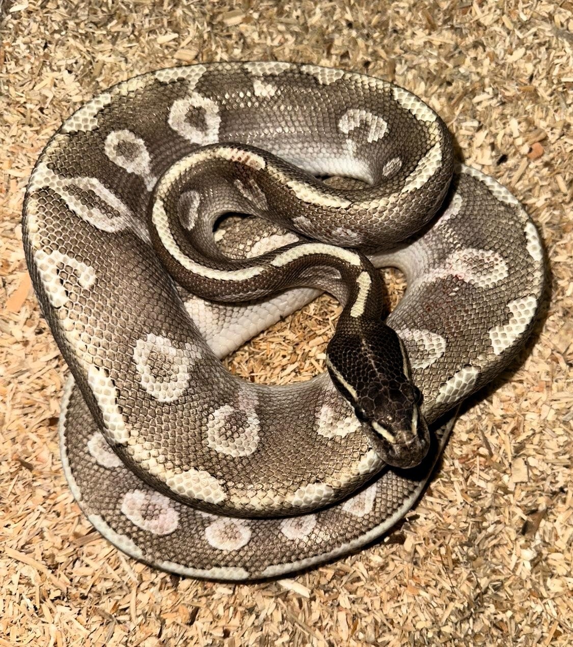 Königspython "Phantom Potion" NZ 2024