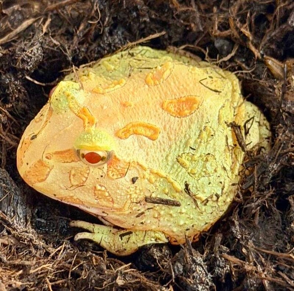 Schmuckhornfrosch "Pikachu" Mittel