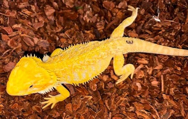 Bartagame Yellow Citrus NZ 2025