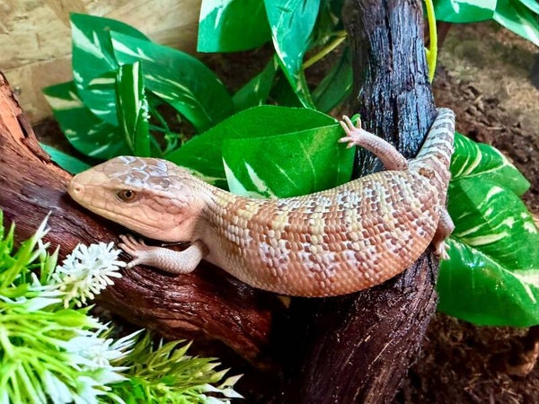 Blauzungenskink NZ 2026