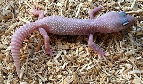 Leopardgecko "Blizzard" NZ 2025