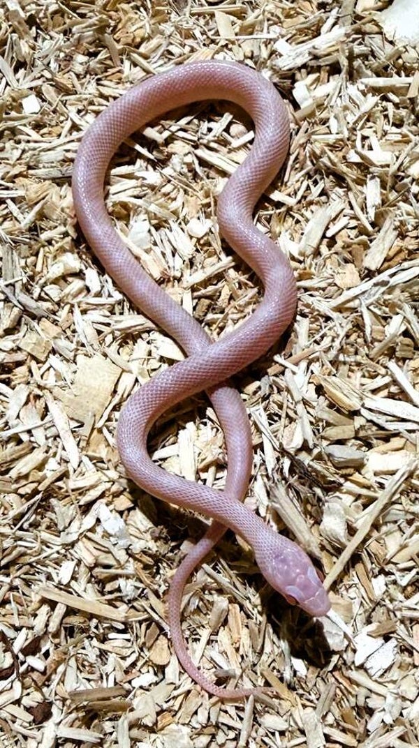 Kornnatter "Blizzard" NZ 2025