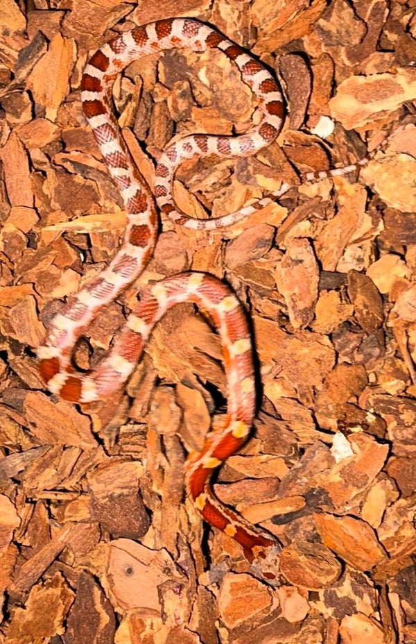 Kornnatter "Bloodred" NZ 2026