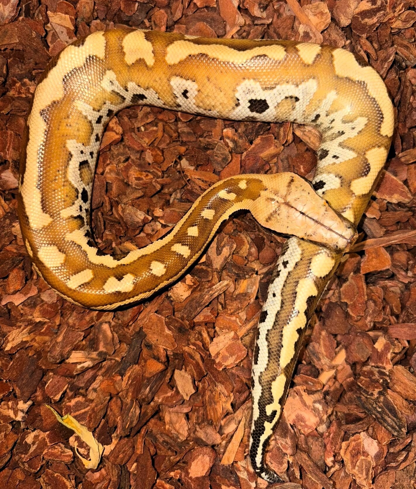 Blutpython NZ 2026